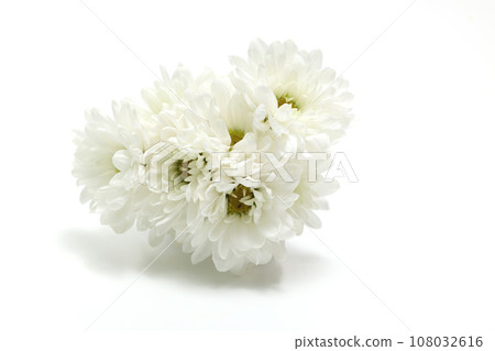 Bouquet of white chrysanthemums on white background Bouquet of white chrysanthemums on white background 108032616