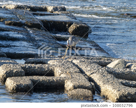 A heron in the Yamato River preying on eels A heron in the Yamato River preying on eels 108032796