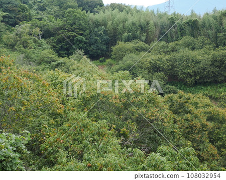 秋味栗子 108032954