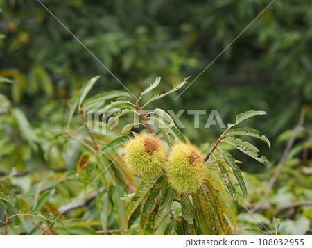 秋味栗子 108032955