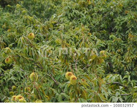 Autumn taste chestnut Autumn taste chestnut 108032957
