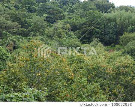 Autumn taste chestnut Autumn taste chestnut 108032958