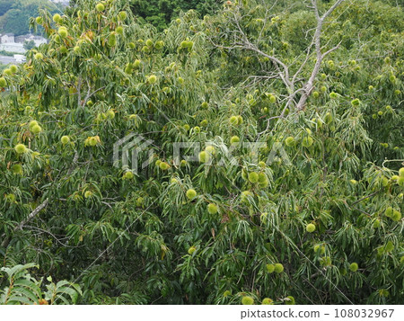Autumn taste chestnut Autumn taste chestnut 108032967
