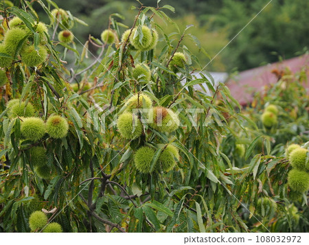 Autumn taste chestnut Autumn taste chestnut 108032972