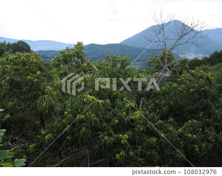 Autumn taste chestnut 108032976