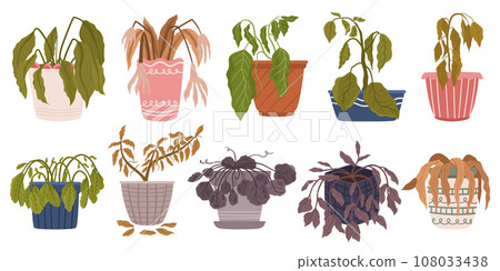 Set of Withered Houseplants in Pots. Once Vibrant And Green, Now Stand Frail And Parched. Leaves Droop, Hang Lifeless Set of Withered Houseplants in Pots. Once Vibrant And Green, Now Stand Frail And Parched. Leaves Droop, Hang Lifeless 108033438