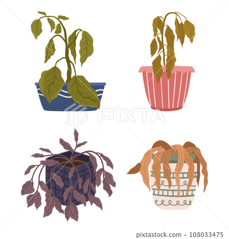 Neglected And Drooping, The Wilting Houseplants Sigh In Silent Plea For Water And Care. Once Vibrant, Now Withering 108033475