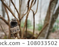 花園小徑上的青蛙 108033502