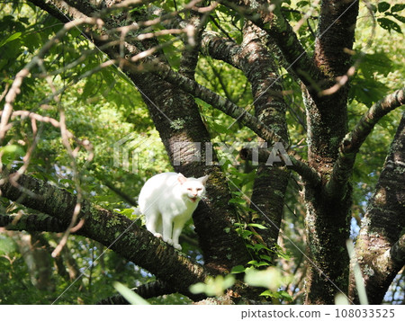 Cat climbing a tree 108033525
