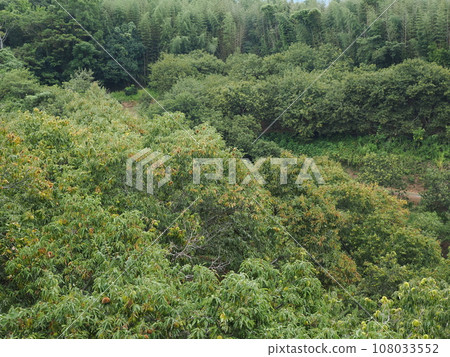 In autumn, there will be a lot of fruit. 108033552