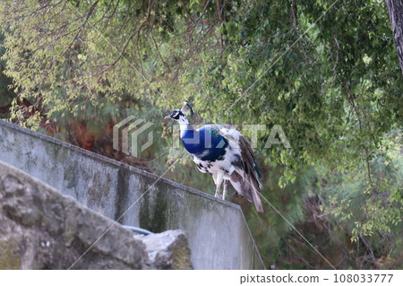 葡萄牙聖喬治城堡花園中的孔雀 葡萄牙聖喬治城堡花園中的孔雀 108033777
