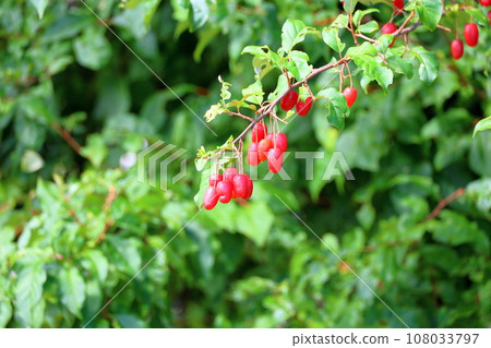 large gummy fruit 108033797