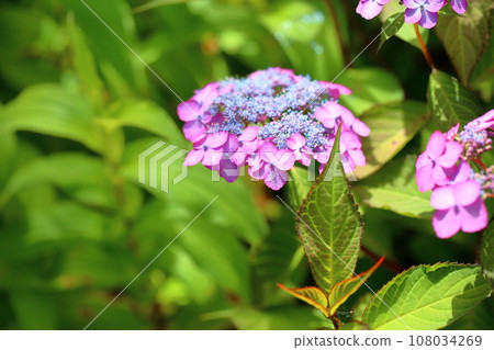 Gaku繡球花 Gaku繡球花 108034269