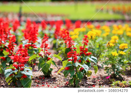 Salvia Splendens花 Salvia Splendens花 108034270