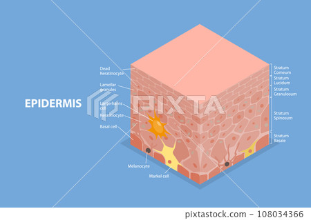 3D Isometric Flat Vector Illustration of Epidermis Anatomy 3D Isometric Flat Vector Illustration of Epidermis Anatomy 108034366