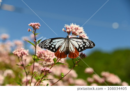 Asagi Madara spreading its wings in the blue sky 108034405