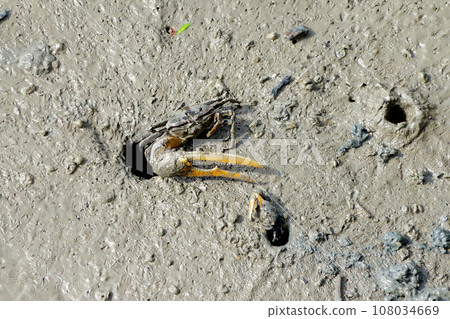 crab on muddy at mangrove forest 108034669