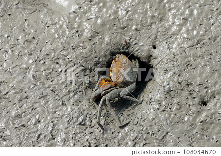 crab on muddy at mangrove forest 108034670