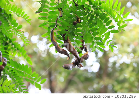A large saikachi fruit hanging from a branch A large saikachi fruit hanging from a branch 108035289