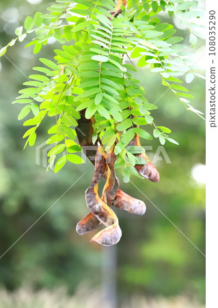 A large saikachi fruit hanging from a branch A large saikachi fruit hanging from a branch 108035290