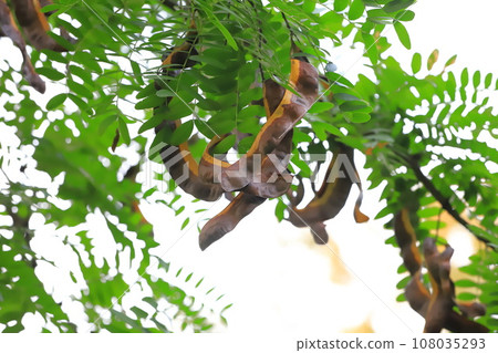 A large saikachi fruit hanging from a branch 108035293