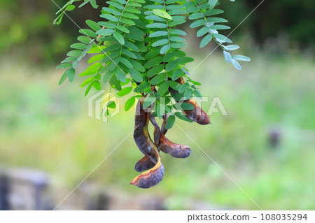 A large saikachi fruit hanging from a branch 108035294