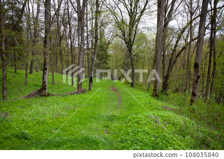 Springtime in forest. Springtime in forest. 108035840