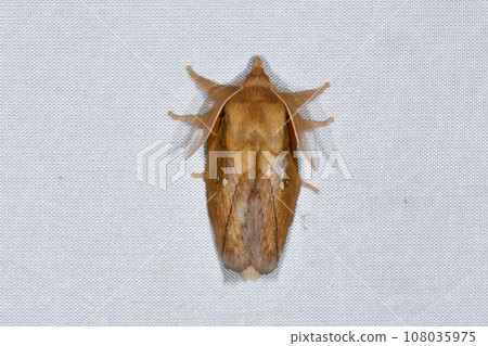 Yoshikareha（北海道鹿尾町） 108035975