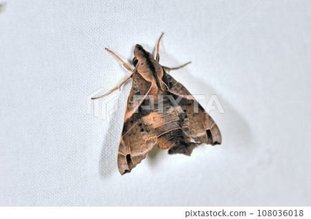 Fritze Houjaku(沖繩縣石垣市) Fritze Houjaku(沖繩縣石垣市) 108036018