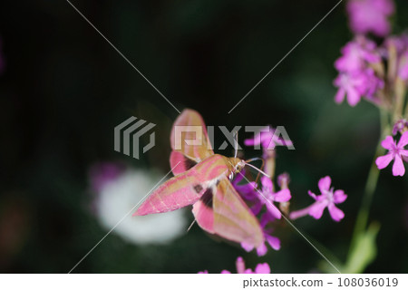 威尼斯麻雀（北海道鶴居村） 108036019