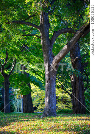 在朝陽下閃閃發光的大樹（中島公園）_4333 108036133
