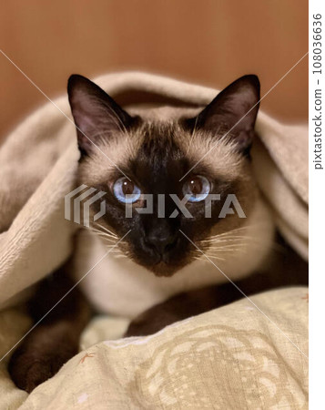 藍眼睛的暹羅貓 藍眼睛的暹羅貓 108036636