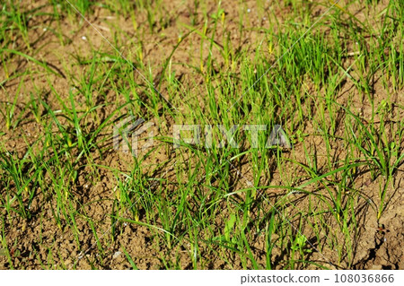 種植秋季蔬菜的家庭花園場景 108036866