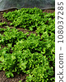 Home garden scene of growing autumn vegetables 108037285
