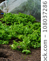 Home garden scene of growing autumn vegetables 108037286