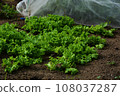 Home garden scene of growing autumn vegetables 108037287