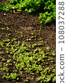 Home garden scene of growing autumn vegetables 108037288