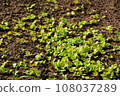 Home garden scene of growing autumn vegetables 108037289