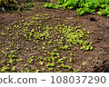 Home garden scene of growing autumn vegetables 108037290