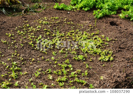 Home garden scene of growing autumn vegetables 108037290