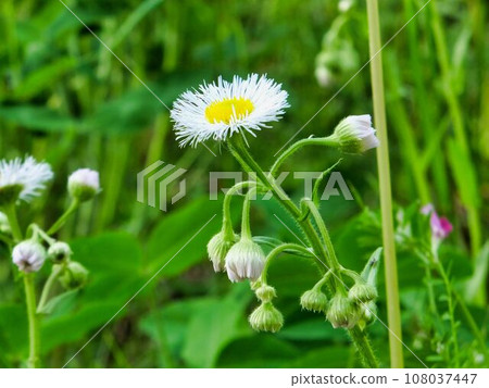 Pink-white flowers of Halcyon Pink-white flowers of Halcyon 108037447