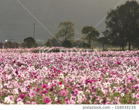 Fujiwara Palace ruins with cosmos fields in full bloom 108038138