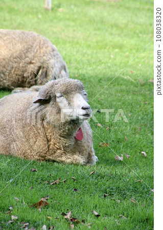 Hitsuji Sapporo Hitsujigaoka Observation Deck (Sapporo City, Hokkaido) 108038320