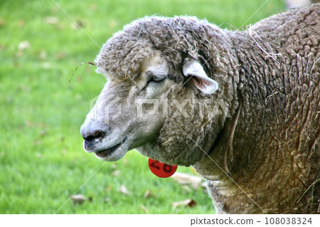 羊札幌羊丘展望台(北海道札幌市) 羊札幌羊丘展望台(北海道札幌市) 108038324