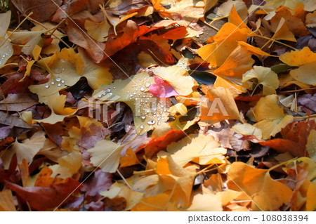 Image of fallen leaves Image of fallen leaves 108038394