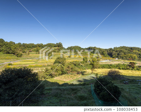 飛鳥村稻淵梯田的秋景 108038453