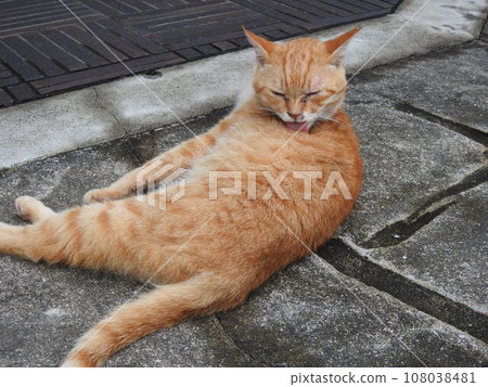 Grooming cat One cat Stray cat on the street Grooming cat One cat Stray cat on the street 108038481