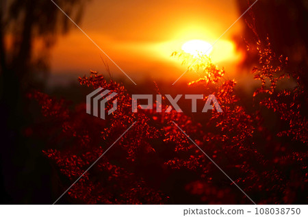 Sunset grass wind autumn meadow in countryside. Beautiful sunset golden grass field beautiful natural flora sunlight outdoor flare. Rural landscape nature plant scene crop view. Morning countryside Sunset grass wind autumn meadow in countryside. Beautiful sunset golden grass field beautiful natural flora sunlight outdoor flare. Rural landscape nature plant scene crop view. Morning countryside 108038750