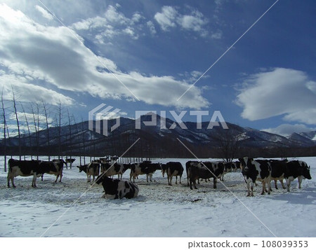 Cows from a dairy farm in Shimizu town in the inland Tokachi region of southeastern Hokkaido 5 108039353