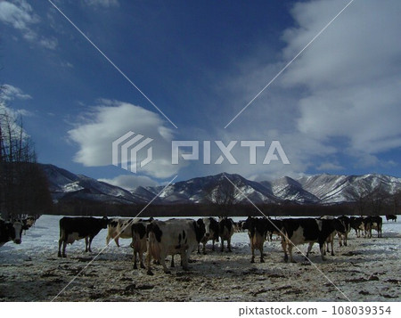 Cows from a dairy farm in Shimizu Town in the inland Tokachi region of southeastern Hokkaido 6 108039354